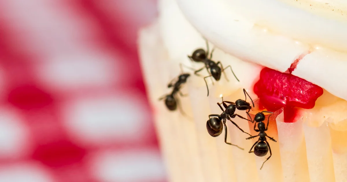 Ants on food - professional identification guide for Texas homeowners